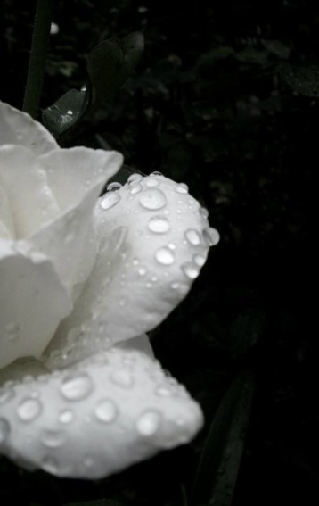 rain-flowers