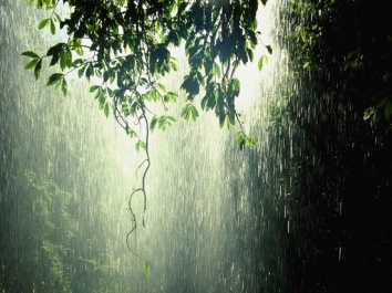 rain-trees
